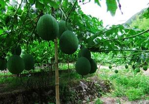 吊瓜能带皮吃吗视频讲解,视频揭秘能否带皮享用