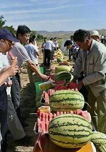 苏州人吃瓜视频,一场别开生面的“吃瓜”盛宴