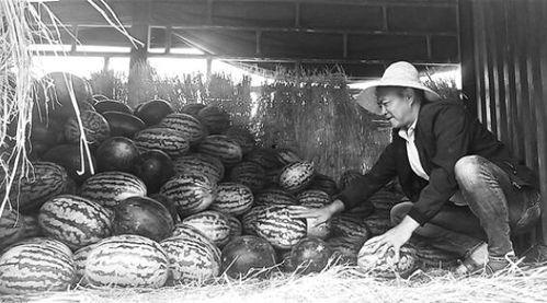 泊头吃瓜群众事件视频,一场网络舆论的风暴与反思