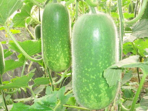 大瓜需要去皮吃吗视频讲解,轻松解锁美味秘诀