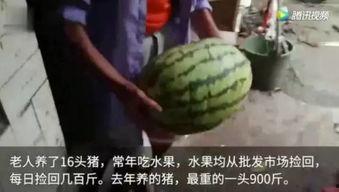 网上吃瓜的视频有哪些,揭秘娱乐圈幕后故事