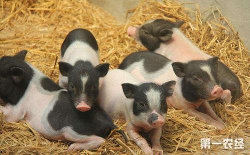 吃瓜香猪视频全集,揭秘视频全集中的趣味与智慧